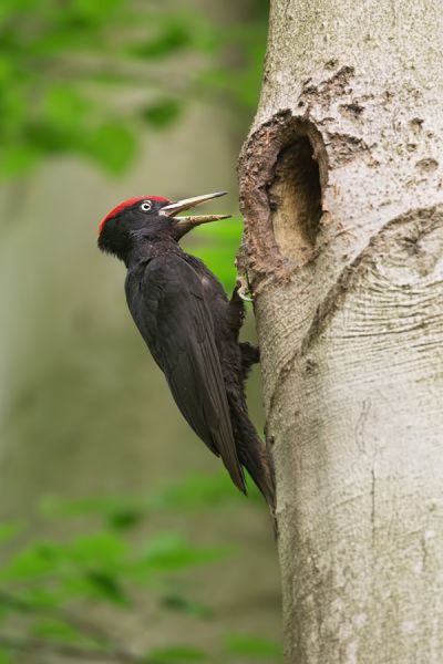 Schwarzspecht, Maennchen, Weibchen, Weibchen füttert Jungvoegel, Maennchen füttert Jungvoegel, Schwarzspechthahn fuettert Jungvoegel, Vogel, Spechte, Dryocopus martius, Echte Spechte, Dryocopus, Jungvogel, Jungvoegel, Schwarzspechthoehle, Rotbuche, Rotbuchen, Muldental, Sachsen, Grimma
