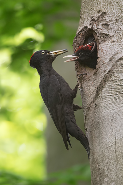 Schwarzspecht, Maennchen, Weibchen, Weibchen füttert Jungvoegel, Maennchen füttert Jungvoegel, Schwarzspechthahn fuettert Jungvoegel, Vogel, Spechte, Dryocopus martius, Echte Spechte, Dryocopus, Jungvogel, Jungvoegel, Schwarzspechthoehle, Rotbuche, Rotbuchen, Muldental, Sachsen, Grimma