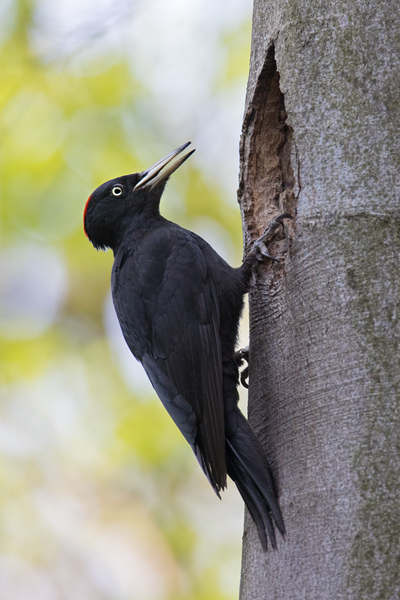 Schwarzspecht, Maennchen, Weibchen, Weibchen füttert Jungvoegel, Maennchen füttert Jungvoegel, Schwarzspechthahn fuettert Jungvoegel, Vogel, Spechte, Dryocopus martius, Echte Spechte, Dryocopus, Jungvogel, Jungvoegel, Schwarzspechthoehle, Rotbuche, Rotbuchen, Muldental, Sachsen, Grimma