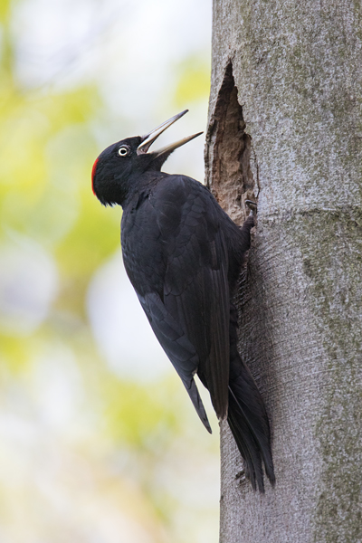 Schwarzspecht, Maennchen, Weibchen, Weibchen füttert Jungvoegel, Maennchen füttert Jungvoegel, Schwarzspechthahn fuettert Jungvoegel, Vogel, Spechte, Dryocopus martius, Echte Spechte, Dryocopus, Jungvogel, Jungvoegel, Schwarzspechthoehle, Rotbuche, Rotbuchen, Muldental, Sachsen, Grimma
