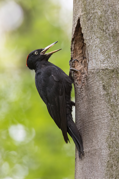 Schwarzspecht, Maennchen, Weibchen, Weibchen füttert Jungvoegel, Maennchen füttert Jungvoegel, Schwarzspechthahn fuettert Jungvoegel, Vogel, Spechte, Dryocopus martius, Echte Spechte, Dryocopus, Jungvogel, Jungvoegel, Schwarzspechthoehle, Rotbuche, Rotbuchen, Muldental, Sachsen, Grimma