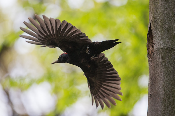 Schwarzspecht, Maennchen, Weibchen, Weibchen füttert Jungvoegel, Maennchen füttert Jungvoegel, Schwarzspechthahn fuettert Jungvoegel, Vogel, Spechte, Dryocopus martius, Echte Spechte, Dryocopus, Jungvogel, Jungvoegel, Schwarzspechthoehle, Rotbuche, Rotbuchen, Muldental, Sachsen, Grimma