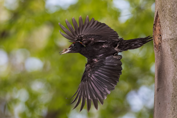 Schwarzspecht, Maennchen, Weibchen, Weibchen füttert Jungvoegel, Maennchen füttert Jungvoegel, Schwarzspechthahn fuettert Jungvoegel, Vogel, Spechte, Dryocopus martius, Echte Spechte, Dryocopus, Jungvogel, Jungvoegel, Schwarzspechthoehle, Rotbuche, Rotbuchen, Muldental, Sachsen, Grimma