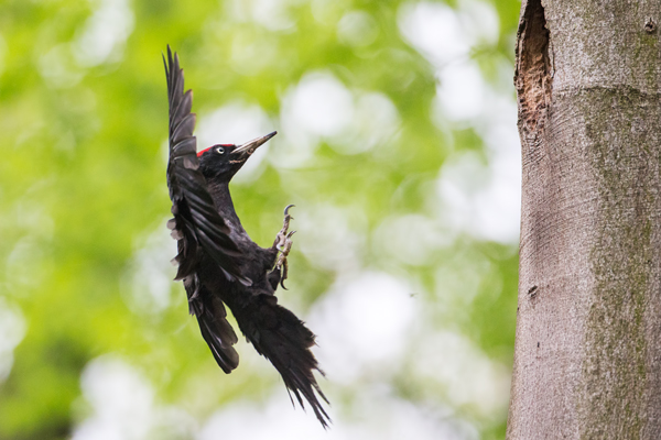 Schwarzspecht, Maennchen, Weibchen, Weibchen füttert Jungvoegel, Maennchen füttert Jungvoegel, Schwarzspechthahn fuettert Jungvoegel, Vogel, Spechte, Dryocopus martius, Echte Spechte, Dryocopus, Jungvogel, Jungvoegel, Schwarzspechthoehle, Rotbuche, Rotbuchen, Muldental, Sachsen, Grimma