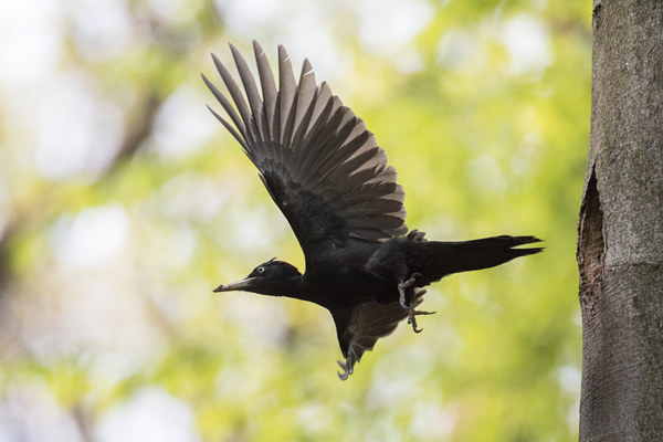 Schwarzspecht, Maennchen, Weibchen, Weibchen füttert Jungvoegel, Maennchen füttert Jungvoegel, Schwarzspechthahn fuettert Jungvoegel, Vogel, Spechte, Dryocopus martius, Echte Spechte, Dryocopus, Jungvogel, Jungvoegel, Schwarzspechthoehle, Rotbuche, Rotbuchen, Muldental, Sachsen, Grimma