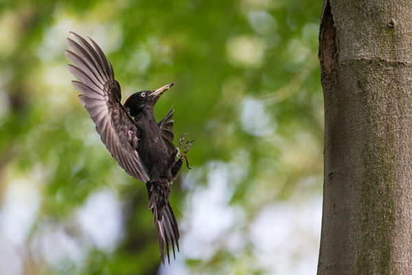 Schwarzspecht, Maennchen, Weibchen, Weibchen füttert Jungvoegel, Maennchen füttert Jungvoegel, Schwarzspechthahn fuettert Jungvoegel, Vogel, Spechte, Dryocopus martius, Echte Spechte, Dryocopus, Jungvogel, Jungvoegel, Schwarzspechthoehle, Rotbuche, Rotbuchen, Muldental, Sachsen, Grimma
