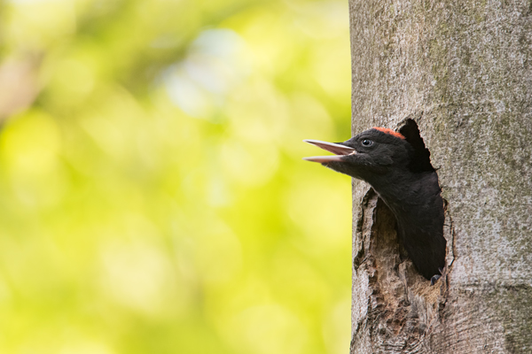 Schwarzspecht, Maennchen, Weibchen, Weibchen füttert Jungvoegel, Maennchen füttert Jungvoegel, Schwarzspechthahn fuettert Jungvoegel, Vogel, Spechte, Dryocopus martius, Echte Spechte, Dryocopus, Jungvogel, Jungvoegel, Schwarzspechthoehle, Rotbuche, Rotbuchen, Muldental, Sachsen, Grimma