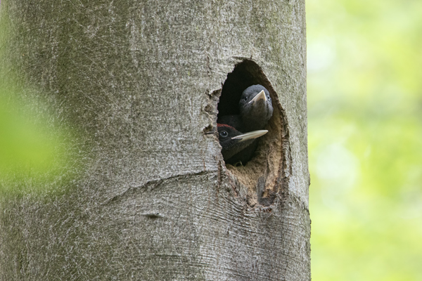 Schwarzspecht, Maennchen, Weibchen, Weibchen füttert Jungvoegel, Maennchen füttert Jungvoegel, Schwarzspechthahn fuettert Jungvoegel, Vogel, Spechte, Dryocopus martius, Echte Spechte, Dryocopus, Jungvogel, Jungvoegel, Schwarzspechthoehle, Rotbuche, Rotbuchen, Muldental, Sachsen, Grimma
