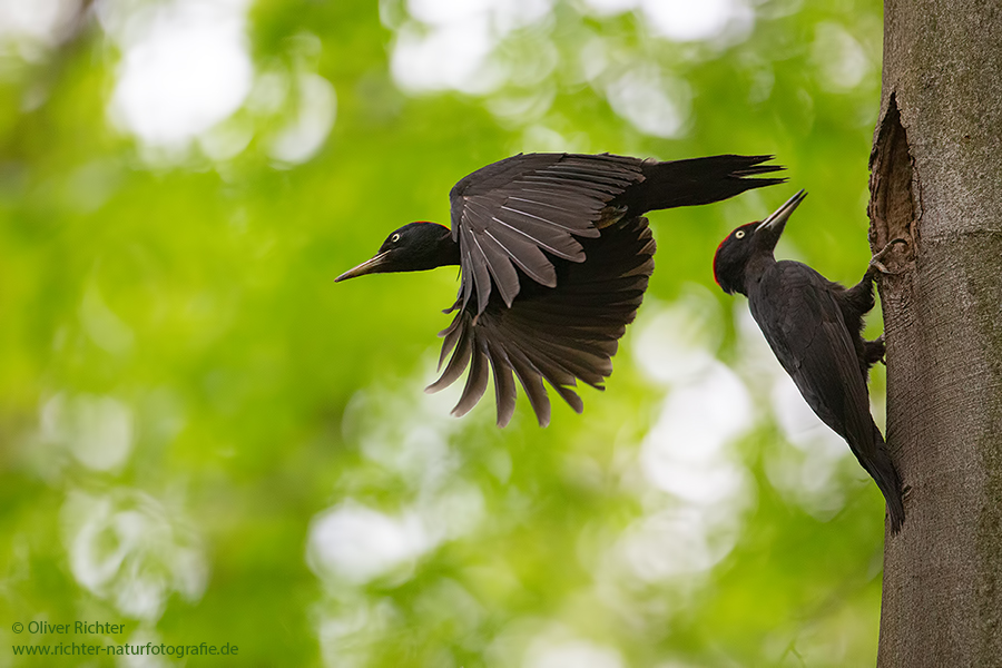 Schwarzspecht, Maennchen, Weibchen, Weibchen füttert Jungvoegel, Maennchen füttert Jungvoegel, Schwarzspechthahn fuettert Jungvoegel, Vogel, Spechte, Dryocopus martius, Echte Spechte, Dryocopus, Jungvogel, Jungvoegel, Schwarzspechthoehle, Rotbuche, Rotbuchen, Muldental, Sachsen, Grimma