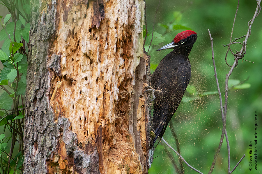 Schwarzspecht, Maennchen, Weibchen, Weibchen füttert Jungvoegel, Maennchen füttert Jungvoegel, Schwarzspechthahn fuettert Jungvoegel, Vogel, Spechte, Dryocopus martius, Echte Spechte, Dryocopus, Jungvogel, Jungvoegel, Schwarzspechthoehle, Rotbuche, Rotbuchen, Muldental, Sachsen, Grimma