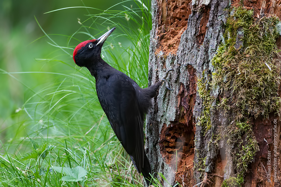 Schwarzspecht, Maennchen, Weibchen, Weibchen füttert Jungvoegel, Maennchen füttert Jungvoegel, Schwarzspechthahn fuettert Jungvoegel, Vogel, Spechte, Dryocopus martius, Echte Spechte, Dryocopus, Jungvogel, Jungvoegel, Schwarzspechthoehle, Rotbuche, Rotbuchen, Muldental, Sachsen, Grimma