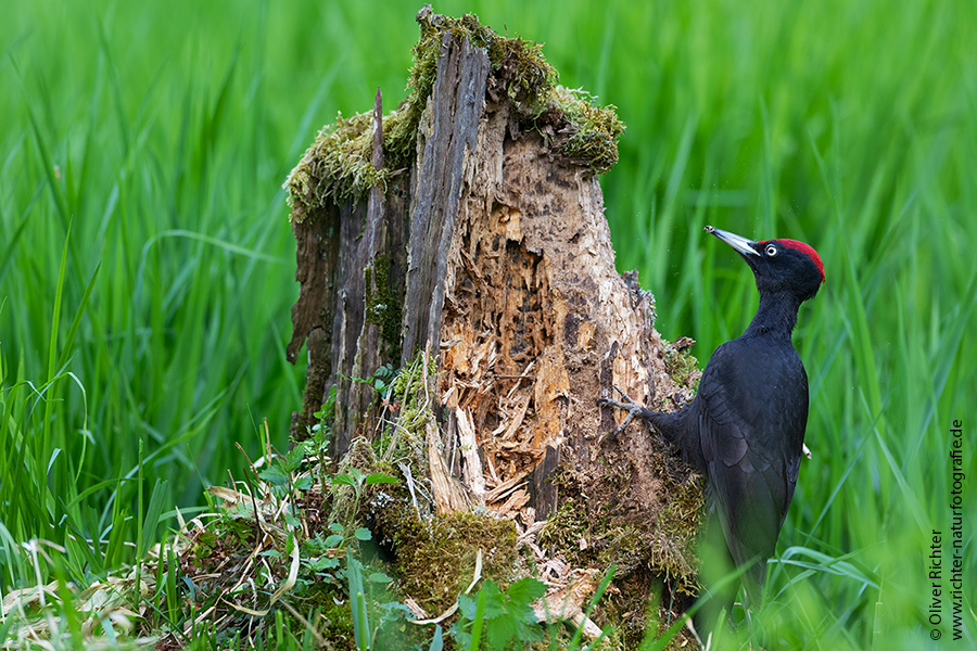 Schwarzspecht, Maennchen, Weibchen, Weibchen füttert Jungvoegel, Maennchen füttert Jungvoegel, Schwarzspechthahn fuettert Jungvoegel, Vogel, Spechte, Dryocopus martius, Echte Spechte, Dryocopus, Jungvogel, Jungvoegel, Schwarzspechthoehle, Rotbuche, Rotbuchen, Muldental, Sachsen, Grimma