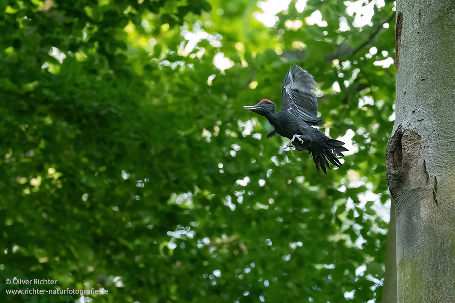 Schwarzspecht, Maennchen, Weibchen, Weibchen füttert Jungvoegel, Maennchen füttert Jungvoegel, Schwarzspechthahn fuettert Jungvoegel, Vogel, Spechte, Dryocopus martius, Echte Spechte, Dryocopus, Jungvogel, Jungvoegel, Schwarzspechthoehle, Rotbuche, Rotbuchen, Muldental, Sachsen, Grimma
