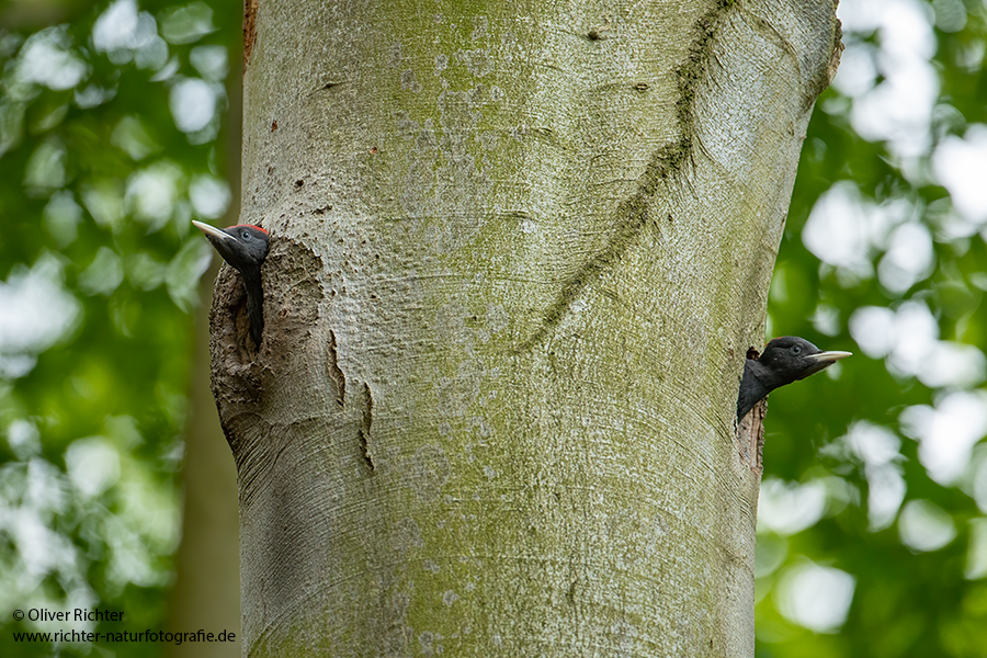 Schwarzspecht, Maennchen, Weibchen, Weibchen füttert Jungvoegel, Maennchen füttert Jungvoegel, Schwarzspechthahn fuettert Jungvoegel, Vogel, Spechte, Dryocopus martius, Echte Spechte, Dryocopus, Jungvogel, Jungvoegel, Schwarzspechthoehle, Rotbuche, Rotbuchen, Muldental, Sachsen, Grimma