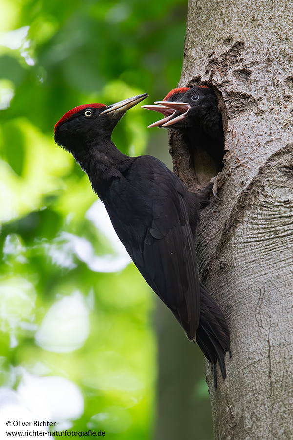 Schwarzspecht, Maennchen, Weibchen, Weibchen füttert Jungvoegel, Maennchen füttert Jungvoegel, Schwarzspechthahn fuettert Jungvoegel, Vogel, Spechte, Dryocopus martius, Echte Spechte, Dryocopus, Jungvogel, Jungvoegel, Schwarzspechthoehle, Rotbuche, Rotbuchen, Muldental, Sachsen, Grimma