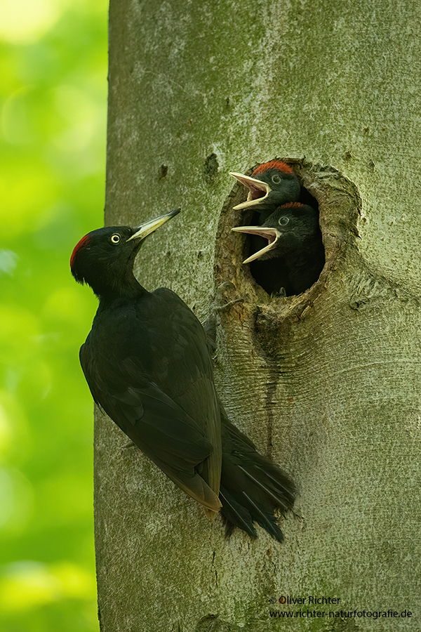 Schwarzspecht, Maennchen, Weibchen, Weibchen füttert Jungvoegel, Maennchen füttert Jungvoegel, Schwarzspechthahn fuettert Jungvoegel, Vogel, Spechte, Dryocopus martius, Echte Spechte, Dryocopus, Jungvogel, Jungvoegel, Schwarzspechthoehle, Rotbuche, Rotbuchen, Muldental, Sachsen, Grimma,Dryocopus martius
