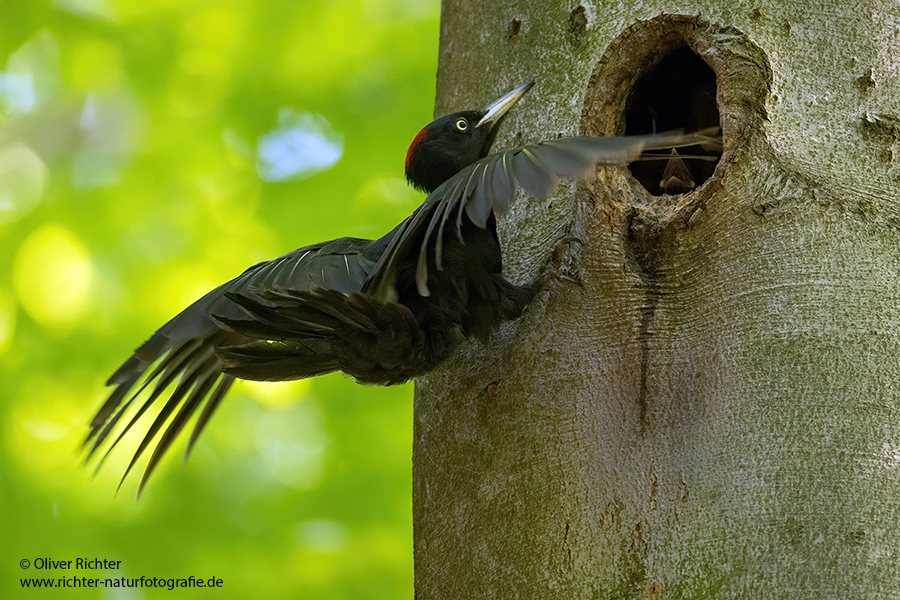 Schwarzspecht, Maennchen, Weibchen, Weibchen füttert Jungvoegel, Maennchen füttert Jungvoegel, Schwarzspechthahn fuettert Jungvoegel, Vogel, Spechte, Dryocopus martius, Echte Spechte, Dryocopus, Jungvogel, Jungvoegel, Schwarzspechthoehle, Rotbuche, Rotbuchen, Muldental, Sachsen, Grimma,Dryocopus martius