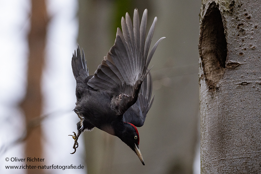 Schwarzspecht, Maennchen, Weibchen, Weibchen füttert Jungvoegel, Maennchen füttert Jungvoegel, Schwarzspechthahn fuettert Jungvoegel, Vogel, Spechte, Dryocopus martius, Echte Spechte, Dryocopus, Jungvogel, Jungvoegel, Schwarzspechthoehle, Rotbuche, Rotbuchen, Muldental, Sachsen, Grimma,Dryocopus martius