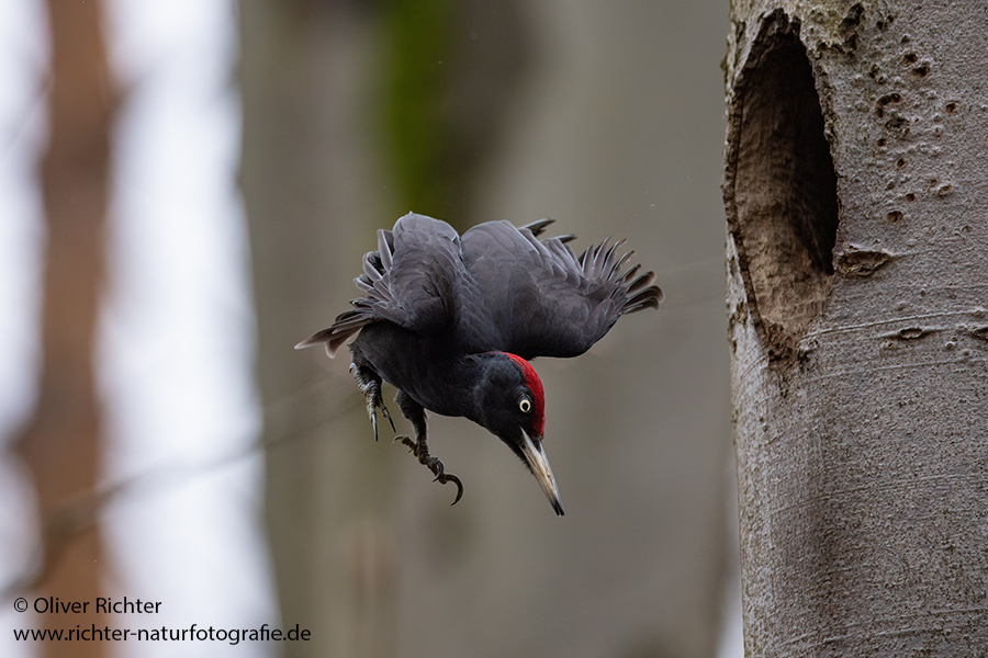 Schwarzspecht, Maennchen, Weibchen, Weibchen füttert Jungvoegel, Maennchen füttert Jungvoegel, Schwarzspechthahn fuettert Jungvoegel, Vogel, Spechte, Dryocopus martius, Echte Spechte, Dryocopus, Jungvogel, Jungvoegel, Schwarzspechthoehle, Rotbuche, Rotbuchen, Muldental, Sachsen, Grimma,Dryocopus martius