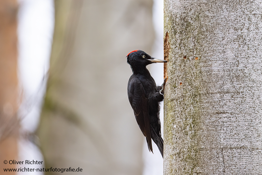 Schwarzspecht, Maennchen, Weibchen, Weibchen füttert Jungvoegel, Maennchen füttert Jungvoegel, Schwarzspechthahn fuettert Jungvoegel, Vogel, Spechte, Dryocopus martius, Echte Spechte, Dryocopus, Jungvogel, Jungvoegel, Schwarzspechthoehle, Rotbuche, Rotbuchen, Muldental, Sachsen, Grimma,Dryocopus martius