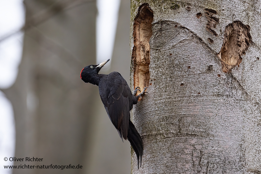 Schwarzspecht, Maennchen, Weibchen, Weibchen füttert Jungvoegel, Maennchen füttert Jungvoegel, Schwarzspechthahn fuettert Jungvoegel, Vogel, Spechte, Dryocopus martius, Echte Spechte, Dryocopus, Jungvogel, Jungvoegel, Schwarzspechthoehle, Rotbuche, Rotbuchen, Muldental, Sachsen, Grimma,Dryocopus martius