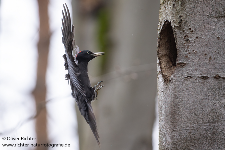 Schwarzspecht, Maennchen, Weibchen, Weibchen füttert Jungvoegel, Maennchen füttert Jungvoegel, Schwarzspechthahn fuettert Jungvoegel, Vogel, Spechte, Dryocopus martius, Echte Spechte, Dryocopus, Jungvogel, Jungvoegel, Schwarzspechthoehle, Rotbuche, Rotbuchen, Muldental, Sachsen, Grimma,Dryocopus martius