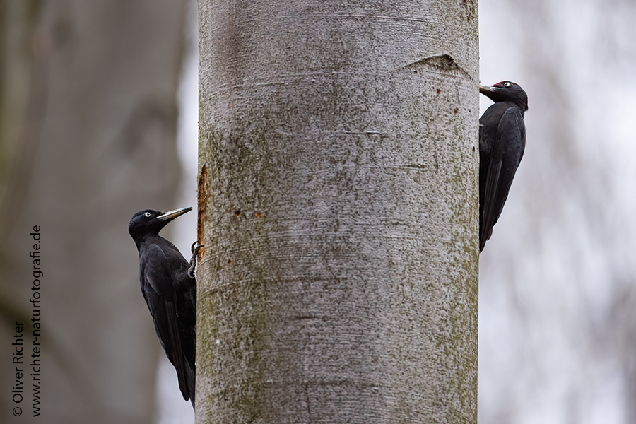 Schwarzspecht, Maennchen, Weibchen, Weibchen füttert Jungvoegel, Maennchen füttert Jungvoegel, Schwarzspechthahn fuettert Jungvoegel, Vogel, Spechte, Dryocopus martius, Echte Spechte, Dryocopus, Jungvogel, Jungvoegel, Schwarzspechthoehle, Rotbuche, Rotbuchen, Muldental, Sachsen, Grimma,Dryocopus martius