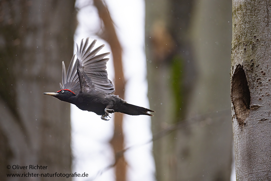 Schwarzspecht, Maennchen, Weibchen, Weibchen füttert Jungvoegel, Maennchen füttert Jungvoegel, Schwarzspechthahn fuettert Jungvoegel, Vogel, Spechte, Dryocopus martius, Echte Spechte, Dryocopus, Jungvogel, Jungvoegel, Schwarzspechthoehle, Rotbuche, Rotbuchen, Muldental, Sachsen, Grimma,Dryocopus martius