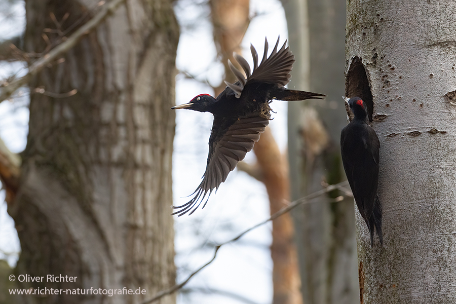 Schwarzspecht, Maennchen, Weibchen, Weibchen füttert Jungvoegel, Maennchen füttert Jungvoegel, Schwarzspechthahn fuettert Jungvoegel, Vogel, Spechte, Dryocopus martius, Echte Spechte, Dryocopus, Jungvogel, Jungvoegel, Schwarzspechthoehle, Rotbuche, Rotbuchen, Muldental, Sachsen, Grimma,Dryocopus martius