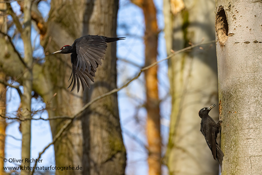 Schwarzspecht, Maennchen, Weibchen, Weibchen füttert Jungvoegel, Maennchen füttert Jungvoegel, Schwarzspechthahn fuettert Jungvoegel, Vogel, Spechte, Dryocopus martius, Echte Spechte, Dryocopus, Jungvogel, Jungvoegel, Schwarzspechthoehle, Rotbuche, Rotbuchen, Muldental, Sachsen, Grimma,Dryocopus martius