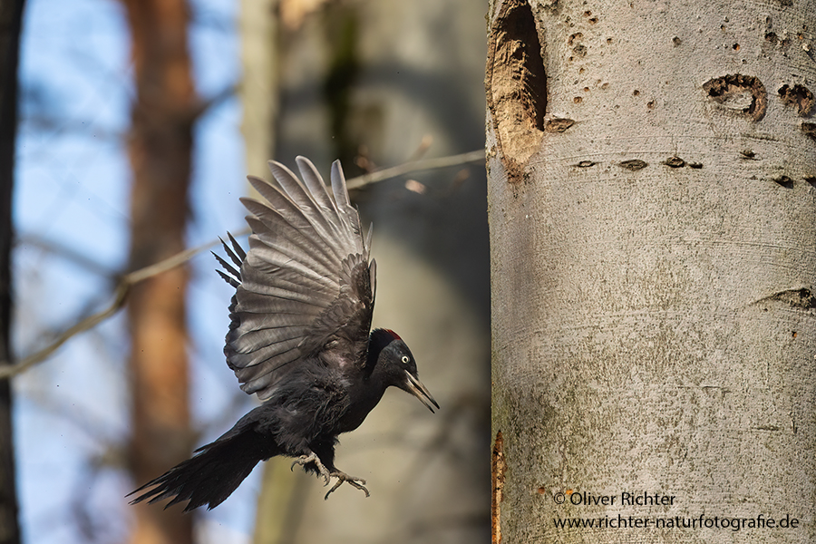 Schwarzspecht, Maennchen, Weibchen, Weibchen füttert Jungvoegel, Maennchen füttert Jungvoegel, Schwarzspechthahn fuettert Jungvoegel, Vogel, Spechte, Dryocopus martius, Echte Spechte, Dryocopus, Jungvogel, Jungvoegel, Schwarzspechthoehle, Rotbuche, Rotbuchen, Muldental, Sachsen, Grimma,Dryocopus martius