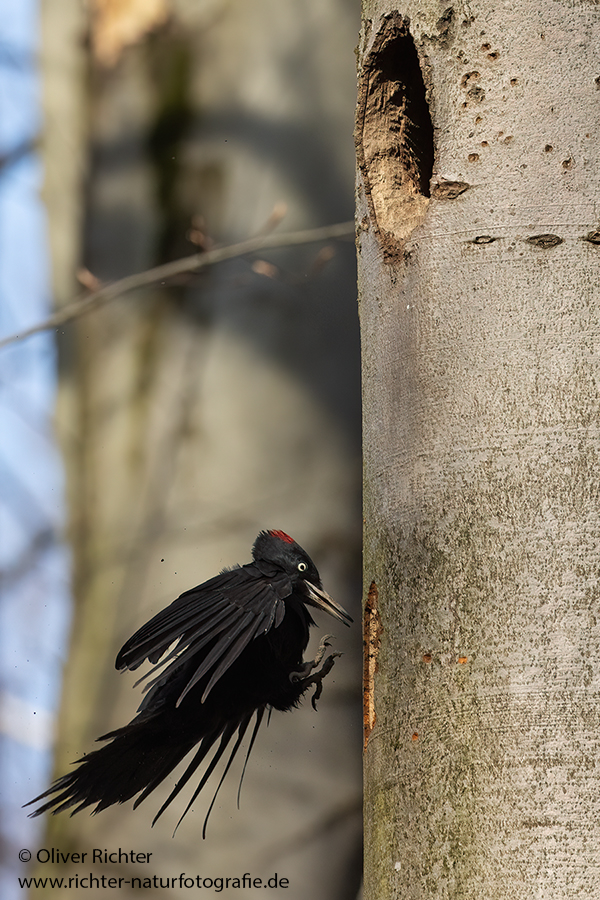 Schwarzspecht, Maennchen, Weibchen, Weibchen füttert Jungvoegel, Maennchen füttert Jungvoegel, Schwarzspechthahn fuettert Jungvoegel, Vogel, Spechte, Dryocopus martius, Echte Spechte, Dryocopus, Jungvogel, Jungvoegel, Schwarzspechthoehle, Rotbuche, Rotbuchen, Muldental, Sachsen, Grimma,Dryocopus martius