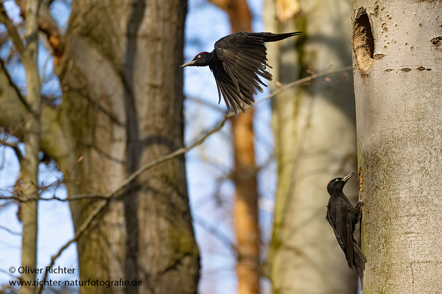 Schwarzspecht, Maennchen, Weibchen, Weibchen füttert Jungvoegel, Maennchen füttert Jungvoegel, Schwarzspechthahn fuettert Jungvoegel, Vogel, Spechte, Dryocopus martius, Echte Spechte, Dryocopus, Jungvogel, Jungvoegel, Schwarzspechthoehle, Rotbuche, Rotbuchen, Muldental, Sachsen, Grimma,Dryocopus martius