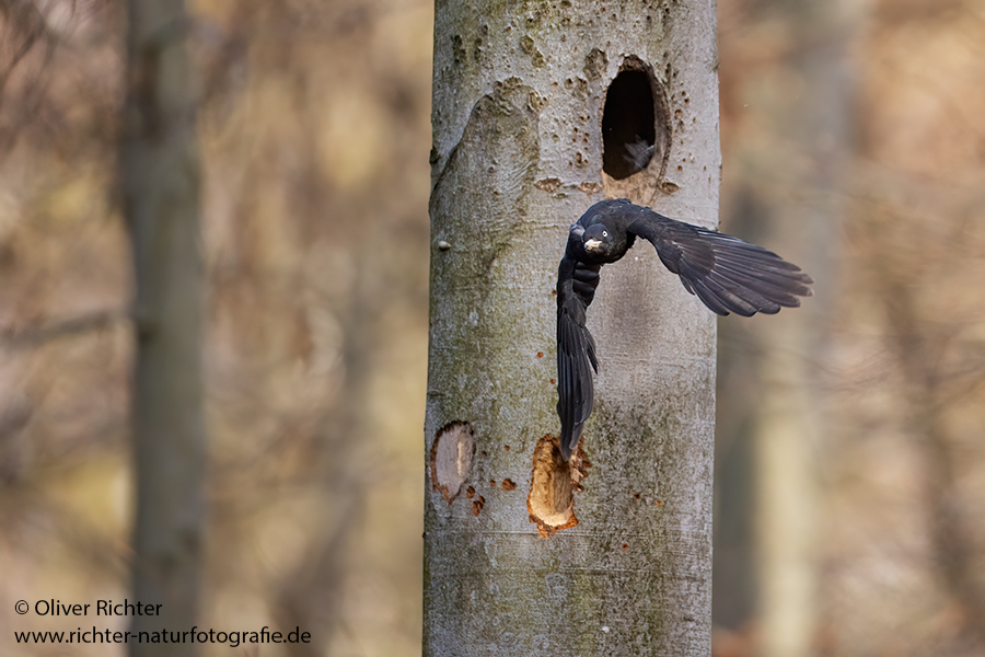 Schwarzspecht, Maennchen, Weibchen, Weibchen füttert Jungvoegel, Maennchen füttert Jungvoegel, Schwarzspechthahn fuettert Jungvoegel, Vogel, Spechte, Dryocopus martius, Echte Spechte, Dryocopus, Jungvogel, Jungvoegel, Schwarzspechthoehle, Rotbuche, Rotbuchen, Muldental, Sachsen, Grimma,Dryocopus martius