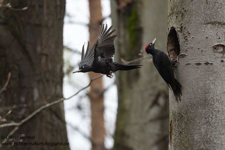 Schwarzspecht, Maennchen, Weibchen, Weibchen füttert Jungvoegel, Maennchen füttert Jungvoegel, Schwarzspechthahn fuettert Jungvoegel, Vogel, Spechte, Dryocopus martius, Echte Spechte, Dryocopus, Jungvogel, Jungvoegel, Schwarzspechthoehle, Rotbuche, Rotbuchen, Muldental, Sachsen, Grimma,Dryocopus martius