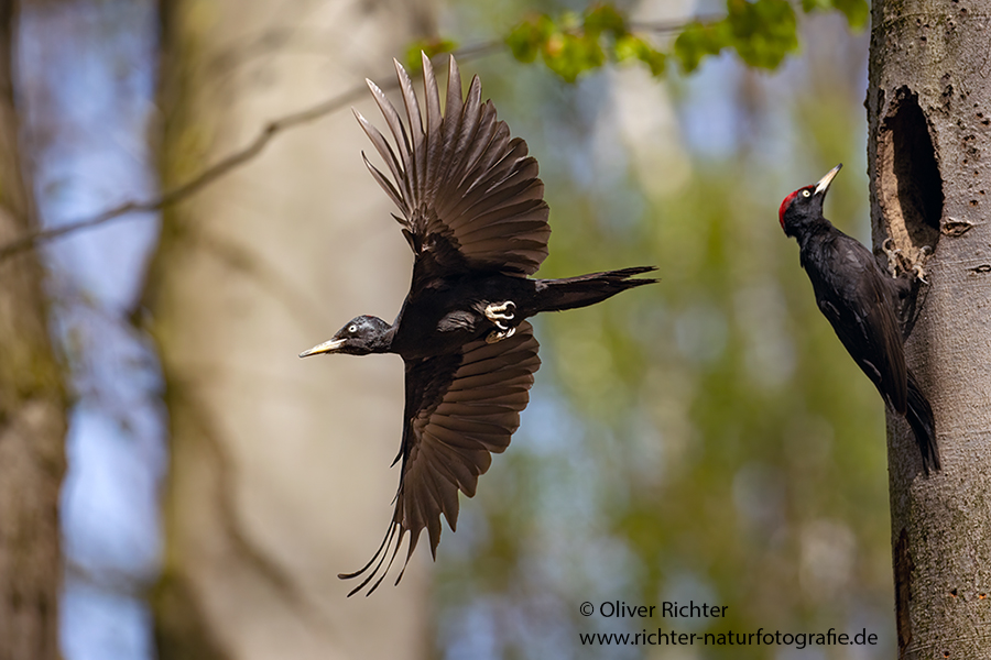 Schwarzspecht, Maennchen, Weibchen, Weibchen füttert Jungvoegel, Maennchen füttert Jungvoegel, Schwarzspechthahn fuettert Jungvoegel, Vogel, Spechte, Dryocopus martius, Echte Spechte, Dryocopus, Jungvogel, Jungvoegel, Schwarzspechthoehle, Rotbuche, Rotbuchen, Muldental, Sachsen, Grimma,Dryocopus martius