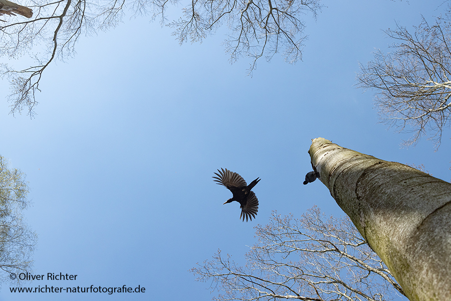 Schwarzspecht, Maennchen, Weibchen, Weibchen füttert Jungvoegel, Maennchen füttert Jungvoegel, Schwarzspechthahn fuettert Jungvoegel, Vogel, Spechte, Dryocopus martius, Echte Spechte, Dryocopus, Jungvogel, Jungvoegel, Schwarzspechthoehle, Rotbuche, Rotbuchen, Muldental, Sachsen, Grimma,Dryocopus martius