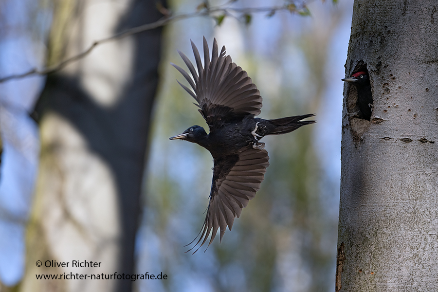 Schwarzspecht, Maennchen, Weibchen, Weibchen füttert Jungvoegel, Maennchen füttert Jungvoegel, Schwarzspechthahn fuettert Jungvoegel, Vogel, Spechte, Dryocopus martius, Echte Spechte, Dryocopus, Jungvogel, Jungvoegel, Schwarzspechthoehle, Rotbuche, Rotbuchen, Muldental, Sachsen, Grimma,Dryocopus martius