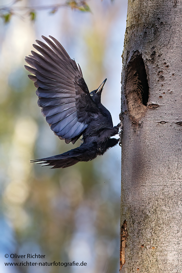 Schwarzspecht, Maennchen, Weibchen, Weibchen füttert Jungvoegel, Maennchen füttert Jungvoegel, Schwarzspechthahn fuettert Jungvoegel, Vogel, Spechte, Dryocopus martius, Echte Spechte, Dryocopus, Jungvogel, Jungvoegel, Schwarzspechthoehle, Rotbuche, Rotbuchen, Muldental, Sachsen, Grimma,Dryocopus martius