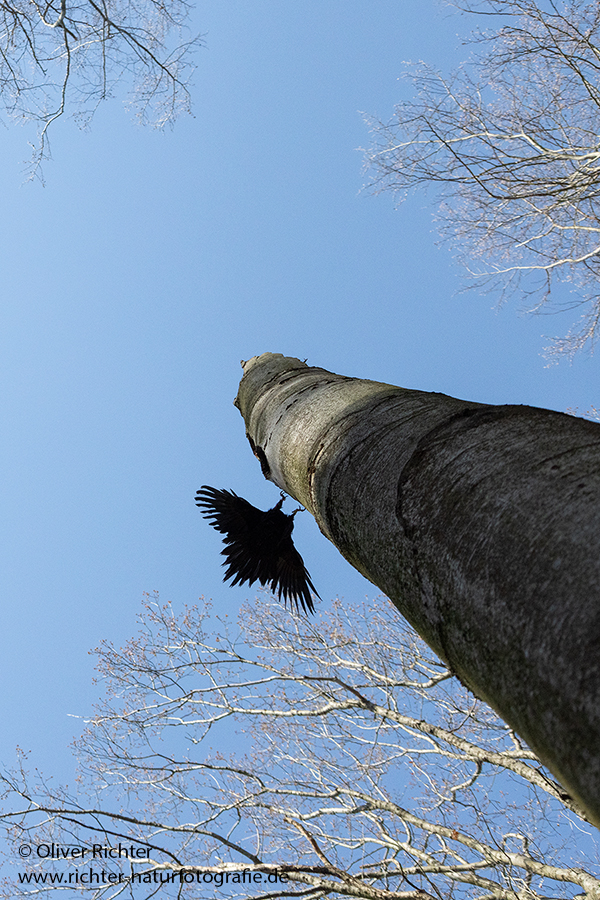 Schwarzspecht, Maennchen, Weibchen, Weibchen füttert Jungvoegel, Maennchen füttert Jungvoegel, Schwarzspechthahn fuettert Jungvoegel, Vogel, Spechte, Dryocopus martius, Echte Spechte, Dryocopus, Jungvogel, Jungvoegel, Schwarzspechthoehle, Rotbuche, Rotbuchen, Muldental, Sachsen, Grimma,Dryocopus martius
