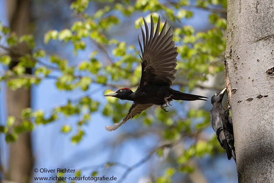 Schwarzspecht, Maennchen, Weibchen, Weibchen füttert Jungvoegel, Maennchen füttert Jungvoegel, Schwarzspechthahn fuettert Jungvoegel, Vogel, Spechte, Dryocopus martius, Echte Spechte, Dryocopus, Jungvogel, Jungvoegel, Schwarzspechthoehle, Rotbuche, Rotbuchen, Muldental, Sachsen, Grimma,Dryocopus martius