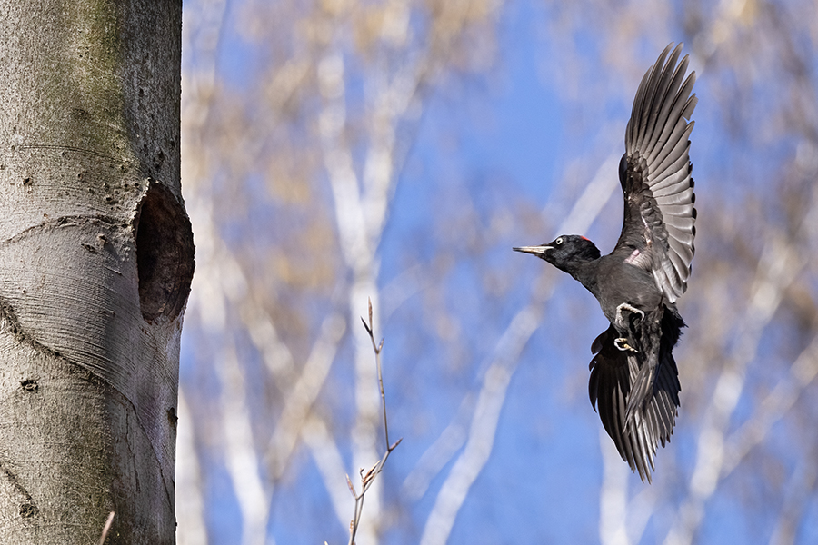 Schwarzspecht, Maennchen, Weibchen, Weibchen füttert Jungvoegel, Maennchen füttert Jungvoegel, Schwarzspechthahn fuettert Jungvoegel, Vogel, Spechte, Dryocopus martius, Echte Spechte, Dryocopus, Jungvogel, Jungvoegel, Schwarzspechthoehle, Rotbuche, Rotbuchen, Muldental, Sachsen, Grimma,Dryocopus martius
