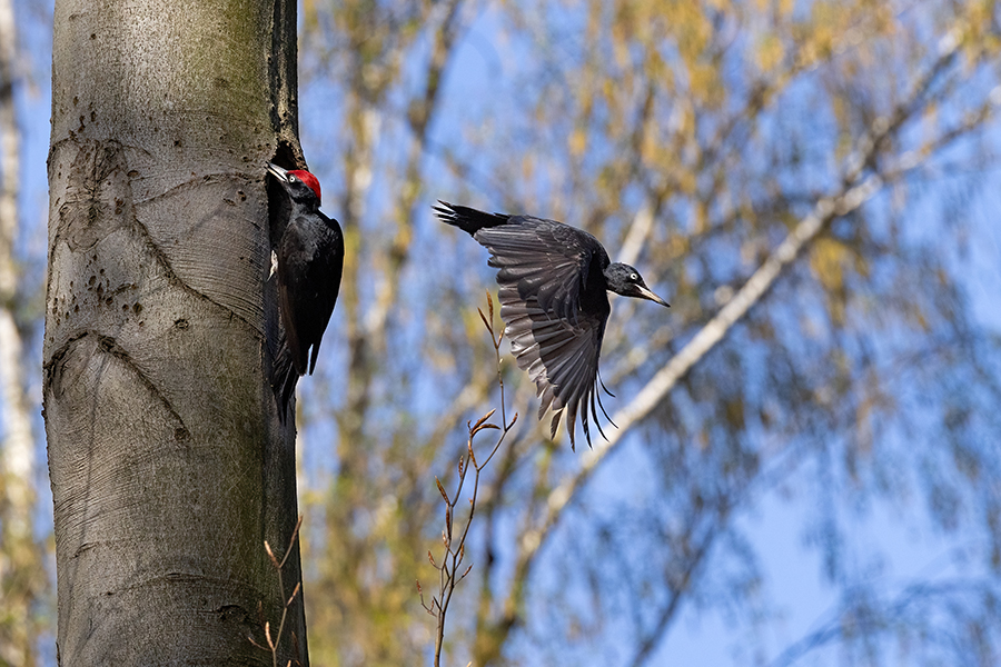 Schwarzspecht, Maennchen, Weibchen, Weibchen füttert Jungvoegel, Maennchen füttert Jungvoegel, Schwarzspechthahn fuettert Jungvoegel, Vogel, Spechte, Dryocopus martius, Echte Spechte, Dryocopus, Jungvogel, Jungvoegel, Schwarzspechthoehle, Rotbuche, Rotbuchen, Muldental, Sachsen, Grimma,Dryocopus martius
