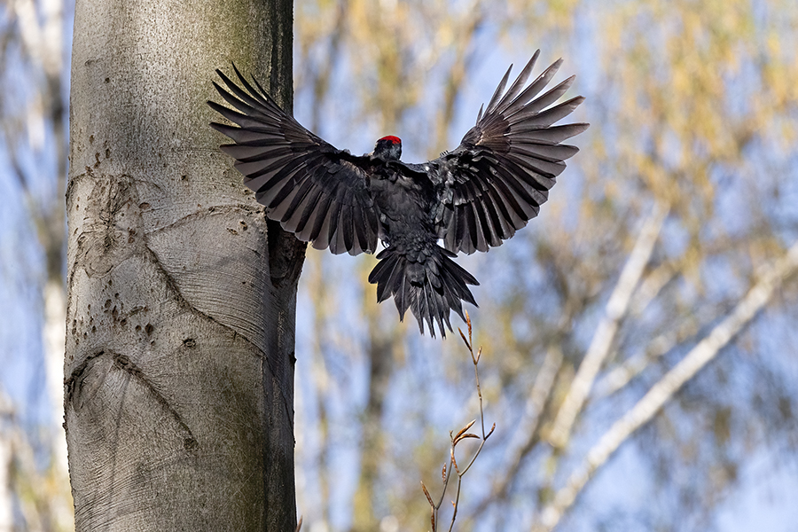 Schwarzspecht, Maennchen, Weibchen, Weibchen füttert Jungvoegel, Maennchen füttert Jungvoegel, Schwarzspechthahn fuettert Jungvoegel, Vogel, Spechte, Dryocopus martius, Echte Spechte, Dryocopus, Jungvogel, Jungvoegel, Schwarzspechthoehle, Rotbuche, Rotbuchen, Muldental, Sachsen, Grimma,Dryocopus martius