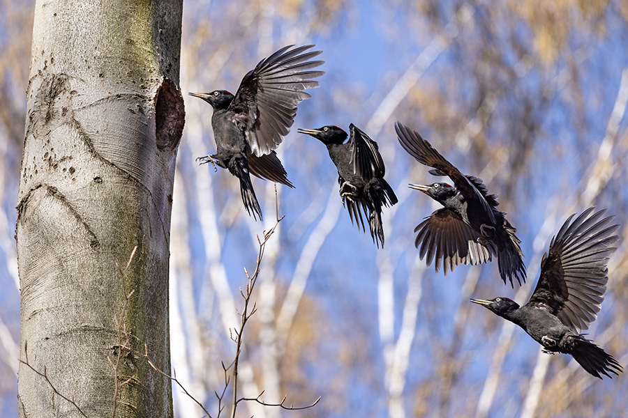 Schwarzspecht, Maennchen, Weibchen, Weibchen füttert Jungvoegel, Maennchen füttert Jungvoegel, Schwarzspechthahn fuettert Jungvoegel, Vogel, Spechte, Dryocopus martius, Echte Spechte, Dryocopus, Jungvogel, Jungvoegel, Schwarzspechthoehle, Rotbuche, Rotbuchen, Muldental, Sachsen, Grimma,Dryocopus martius