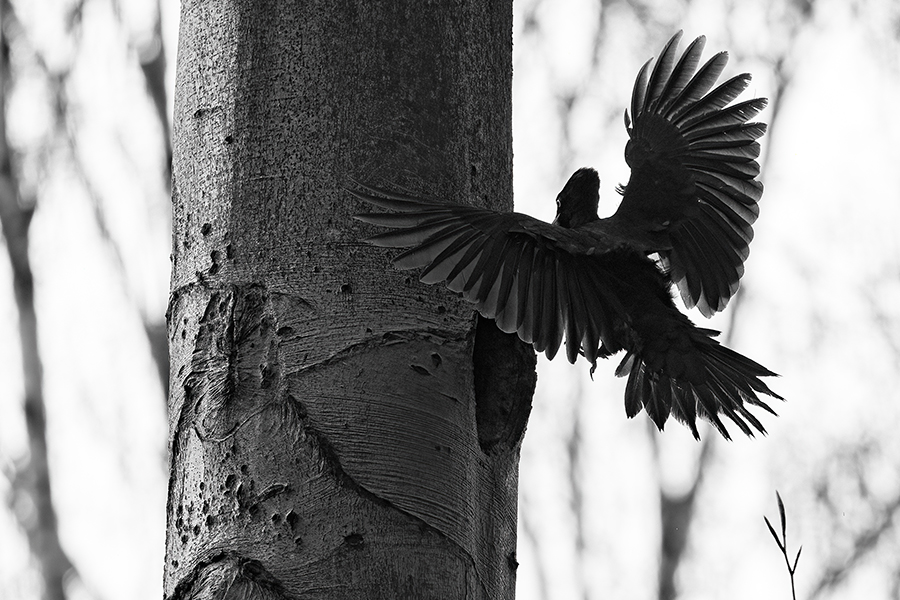 Schwarzspecht, Maennchen, Weibchen, Weibchen füttert Jungvoegel, Maennchen füttert Jungvoegel, Schwarzspechthahn fuettert Jungvoegel, Vogel, Spechte, Dryocopus martius, Echte Spechte, Dryocopus, Jungvogel, Jungvoegel, Schwarzspechthoehle, Rotbuche, Rotbuchen, Muldental, Sachsen, Grimma,Dryocopus martius