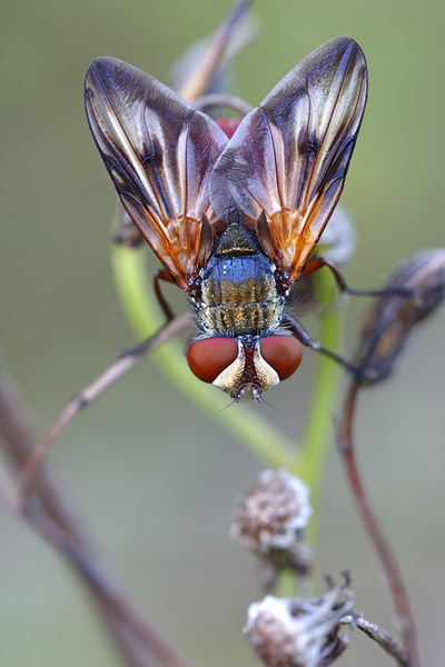 Breitfluegelige Raupenfliege - Ectophasia crassipennis