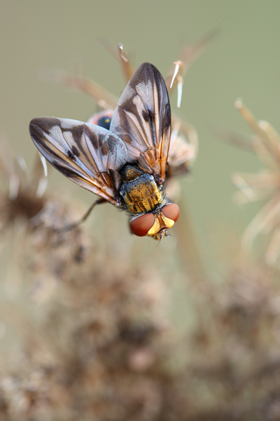 Breitfluegelige Raupenfliege - Ectophasia crassipennis