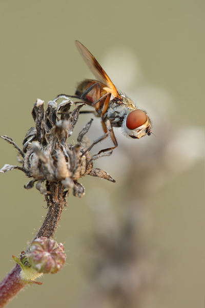 Breitfluegelige Raupenfliege - Ectophasia crassipennis
