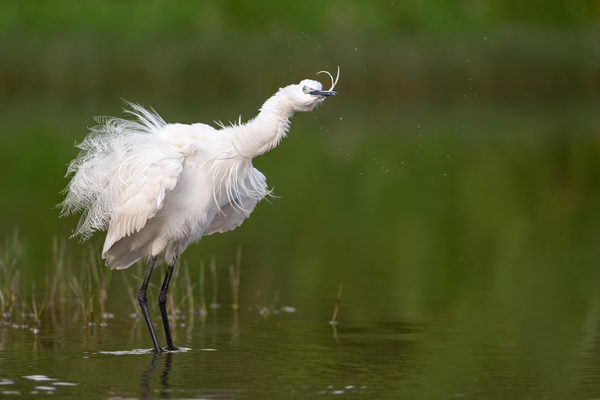 Seidenreiher, Egretta garzetta, Reiher, Tagreiher, Schreitvoegel, Schreitvogel, Egretta, Lesvos, Lesbos 
